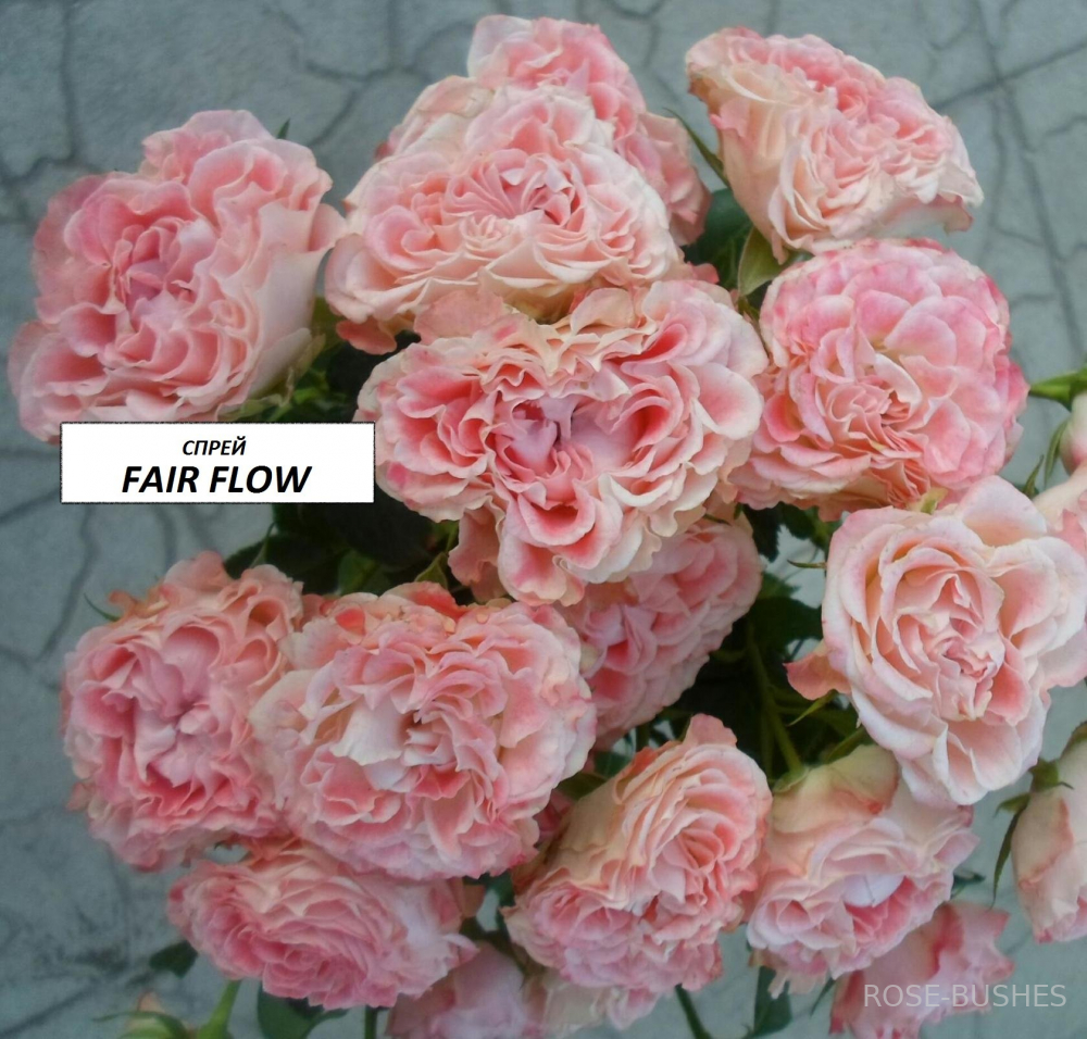 ����� ����. Fair Flow. (�����)